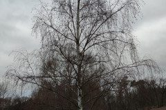 IMG_20240206_100021