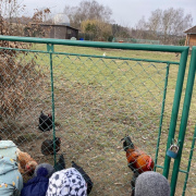 Líhneme kuřátka v Pampelišce