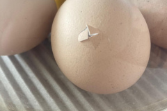 bae4a10f-27dd-45b3-b256-3567c5f457e0