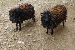 IMG-20230524-WA0016