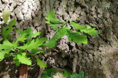 IMG_20220520_103333