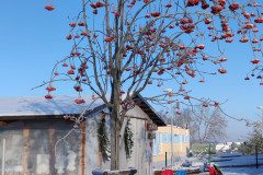 IMG_20221213_093031