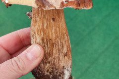 IMG_20221013_112516