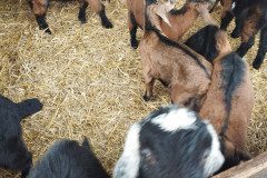 IMG-20230210-WA0010