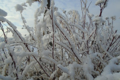 DSC07267