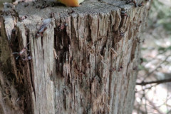 IMG_20250521_101012