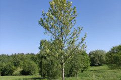 IMG_20250512_100452