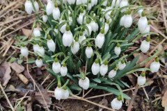 IMG_20250225_104117
