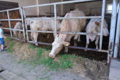 DSC05954
