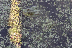 PXL_20260526_075530558