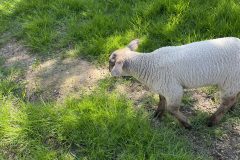 IMG_2717