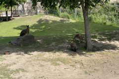 IMG_9971