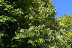 PXL_20250513_071739745