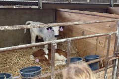 IMG_0581