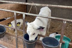IMG_0583