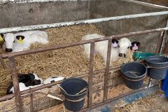 IMG_0589