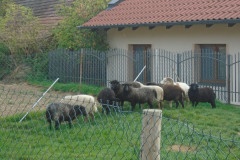 DSC06692