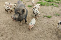 IMG_20240604_104120