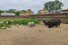 IMG_20240604_104417