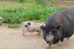 IMG_20240604_104422