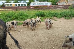 IMG_20240604_104515