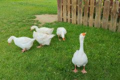 IMG_20240604_105901