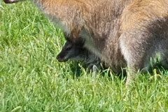 IMG_20240604_111813
