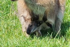 IMG_20240604_111853