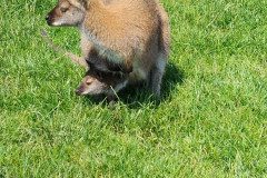 IMG_20240604_111947