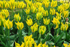 IMG-20260506-WA0048