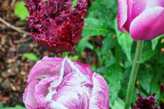 IMG-20260506-WA0074