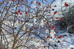 IMG_20231129_103416