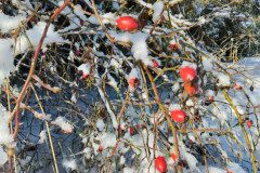 IMG_20231129_103800