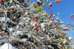 IMG_20231129_103816