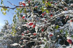 IMG_20231129_103825