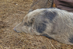 IMG-20250602-WA0083