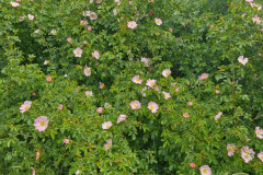 IMG-20250602-WA0095