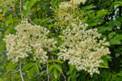 IMG-20250602-WA0096