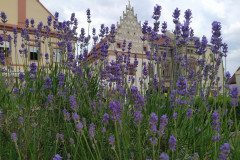 IMG_20220620_103911
