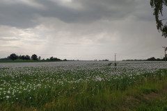 IMG_20220620_152400