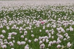 IMG_20220620_152528
