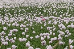 IMG_20220620_152530
