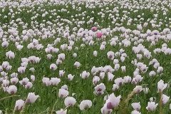 IMG_20220620_152531