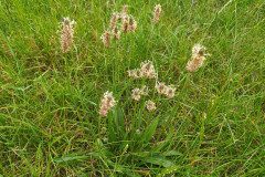 IMG_20220620_154144