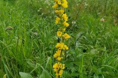 IMG_20220620_155505