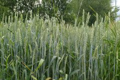 IMG_20220620_161506