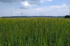 IMG_20220620_161716