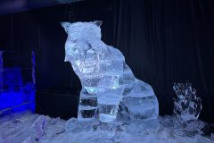 IMG_2664