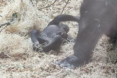 IMG_20240604_113718