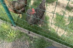 IMG_3220